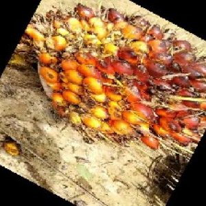 ripe_train (1014).jpg