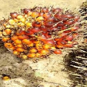 ripe_train (1017).jpg