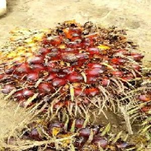 ripe_train (1035).jpg