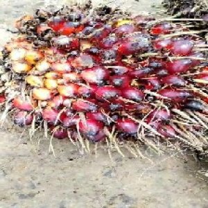 ripe_train (1039).jpg