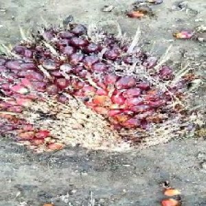 ripe_train (1090).jpg