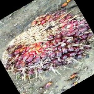 ripe_train (1093).jpg