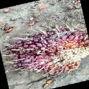 ripe_train (1096).jpg