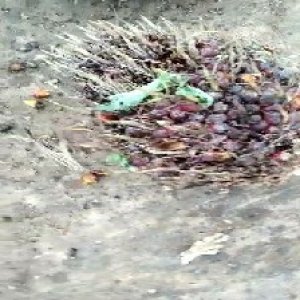 ripe_train (1108).jpg