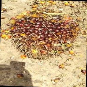 ripe_train (1118).jpg