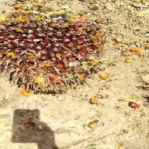 ripe_train (1121).jpg