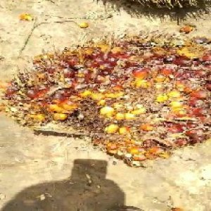 ripe_train (1128).jpg