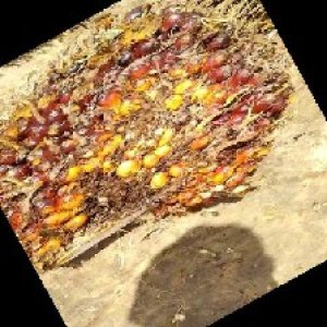 ripe_train (1130).jpg