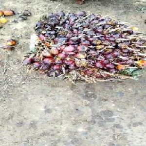 ripe_train (868).jpg