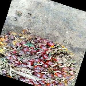 ripe_train (873).jpg