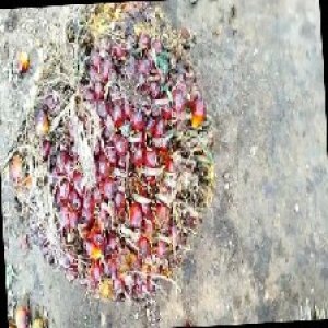 ripe_train (876).jpg