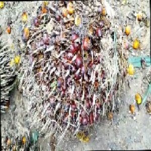 ripe_train (916).jpg