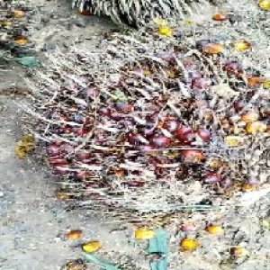 ripe_train (917).jpg