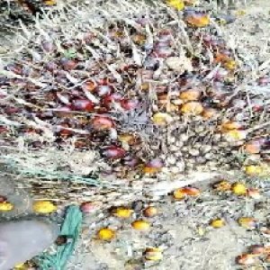 ripe_train (918).jpg