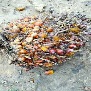 ripe_train (921).jpg