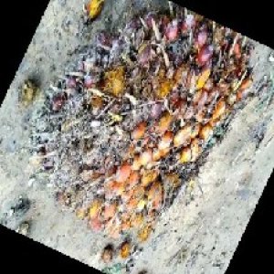 ripe_train (927).jpg