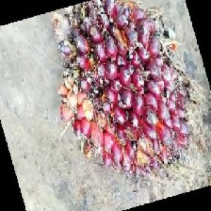 ripe_train (939).jpg