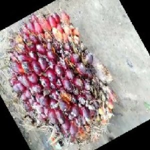 ripe_train (941).jpg