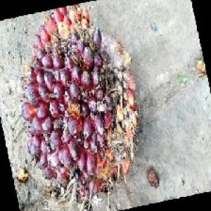 ripe_train (942).jpg