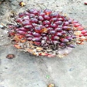 ripe_train (943).jpg