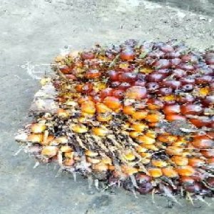 ripe_train (946).jpg