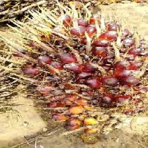 ripe_train (958).jpg