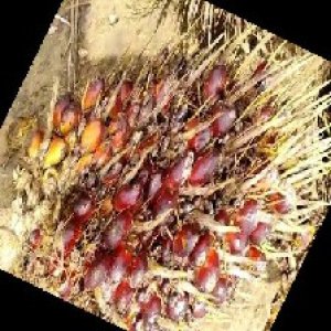 ripe_train (959).jpg