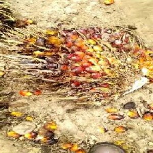 ripe_train (973).jpg