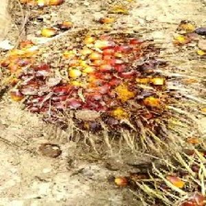 ripe_train (980).jpg