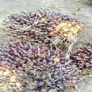 underripe_train (1006).jpg