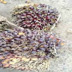 underripe_train (1008).jpg