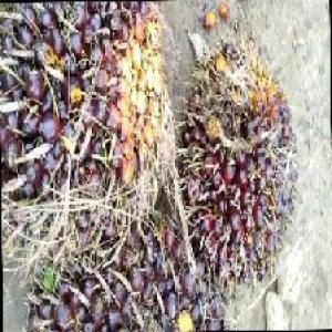 underripe_train (1010).jpg