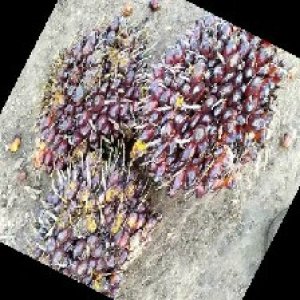 underripe_train (1013).jpg