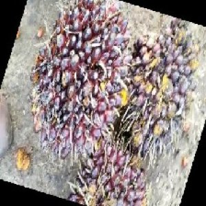 underripe_train (1015).jpg