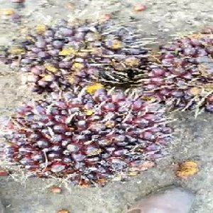 underripe_train (1016).jpg