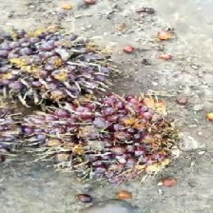 underripe_train (1018).jpg