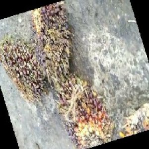 underripe_train (1028).jpg