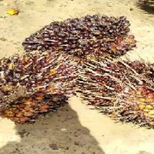 underripe_train (1029).jpg