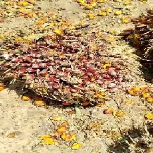 underripe_train (103).jpg