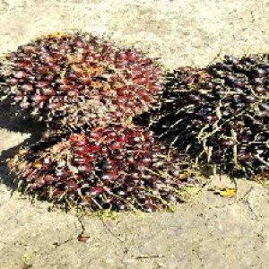 underripe_train (1037).jpg