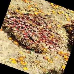 underripe_train (104).jpg