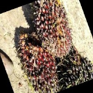 underripe_train (1040).jpg