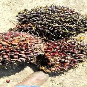 underripe_train (1041).jpg