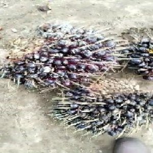 unripe_train (1003).jpg