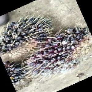 unripe_train (1004).jpg