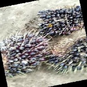 unripe_train (1006).jpg