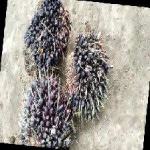 unripe_train (1012).jpg