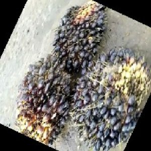 unripe_train (1022).jpg