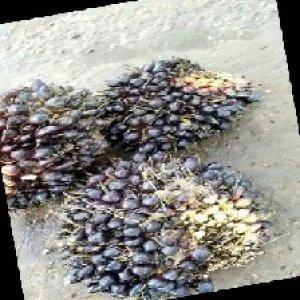 unripe_train (1026).jpg