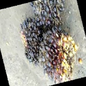 unripe_train (1027).jpg